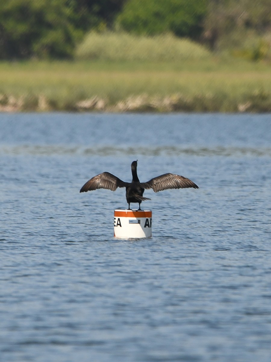 Double-crested Cormorant - ML620720041