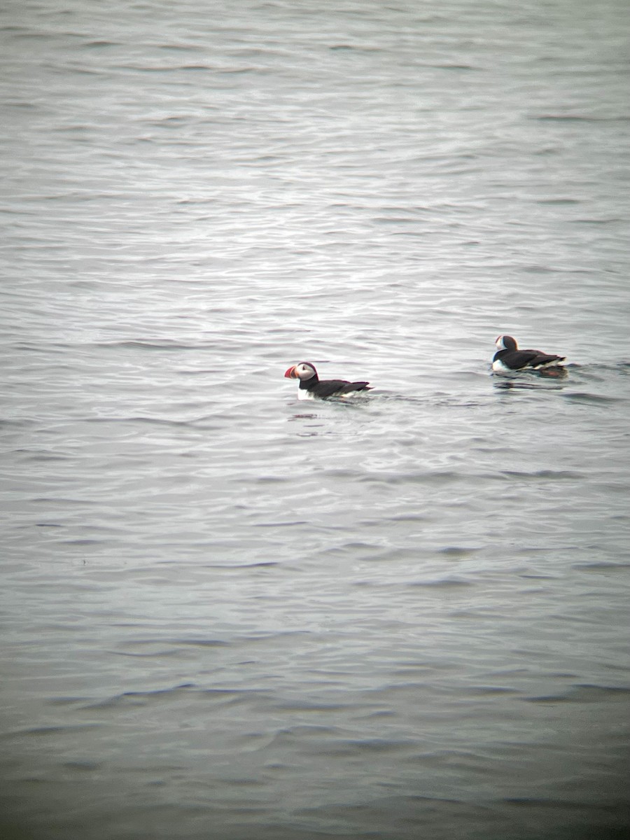 Atlantic Puffin - ML620720042