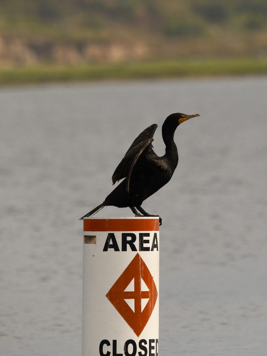 Double-crested Cormorant - ML620720043