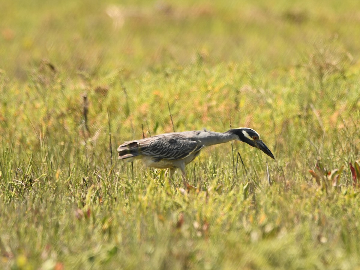 Yellow-crowned Night Heron - ML620720044