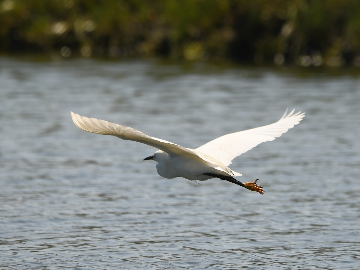 Snowy Egret - ML620720049