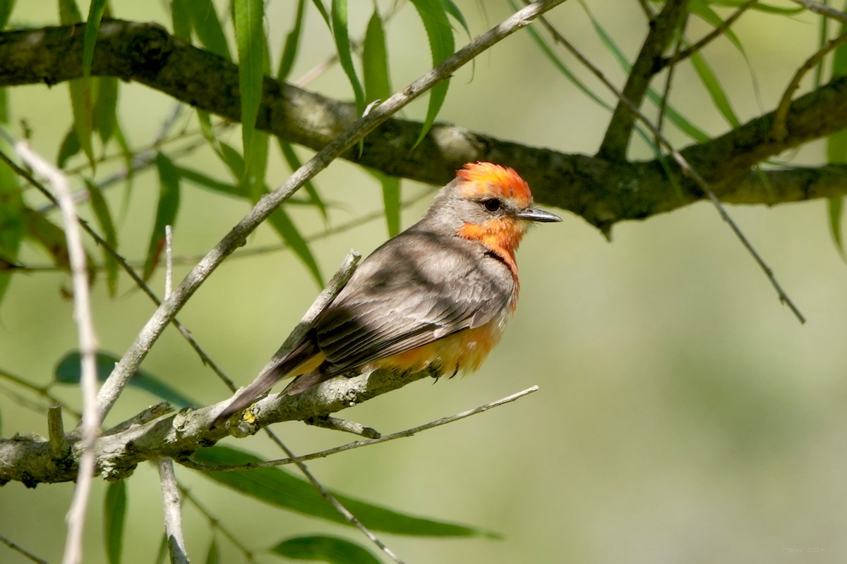 Vermilion Flycatcher - ML620720050