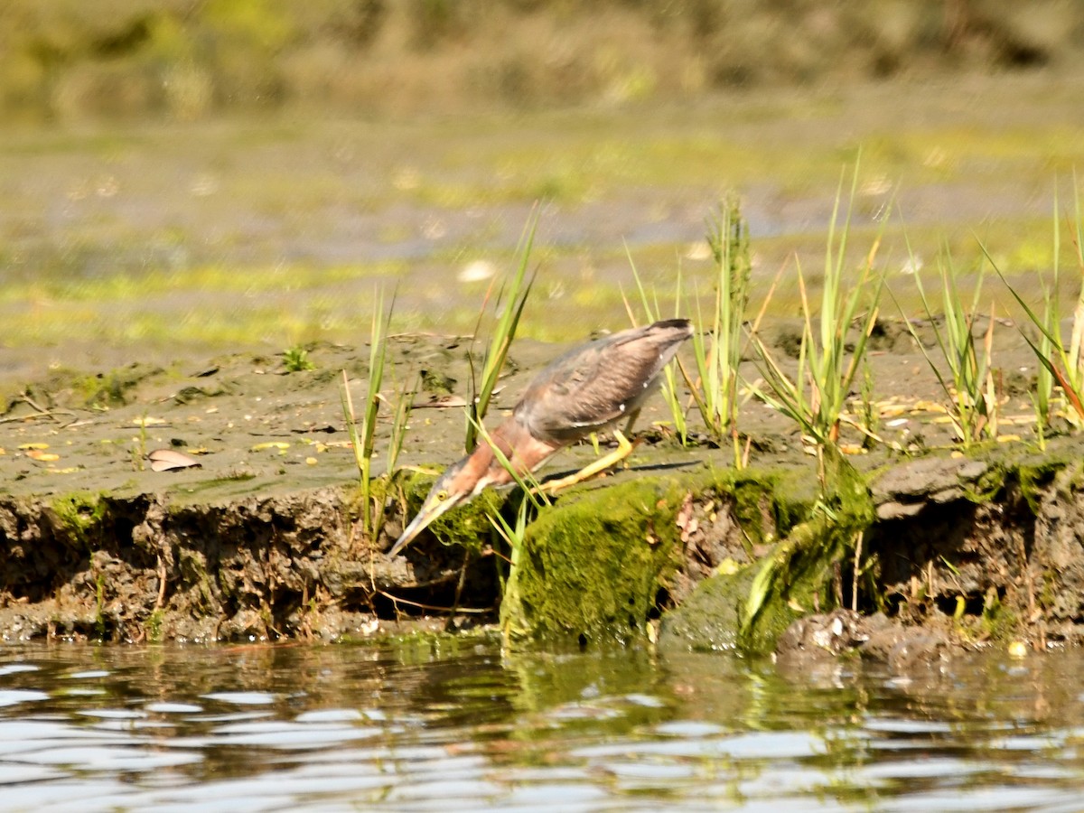 Green Heron - ML620720052