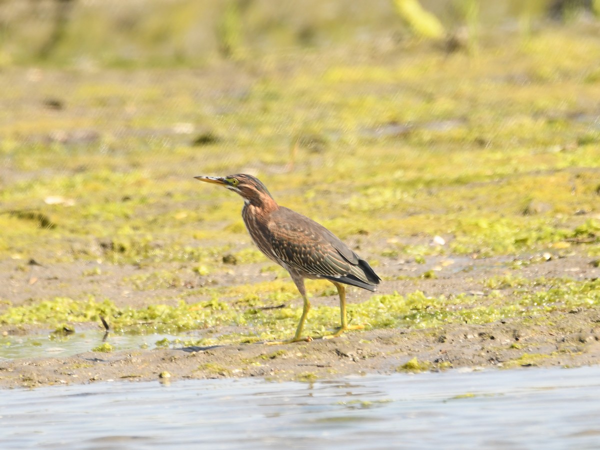 Green Heron - ML620720053