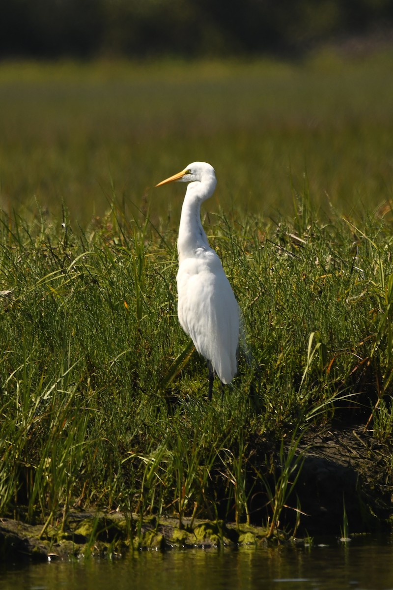 Great Egret - ML620720059