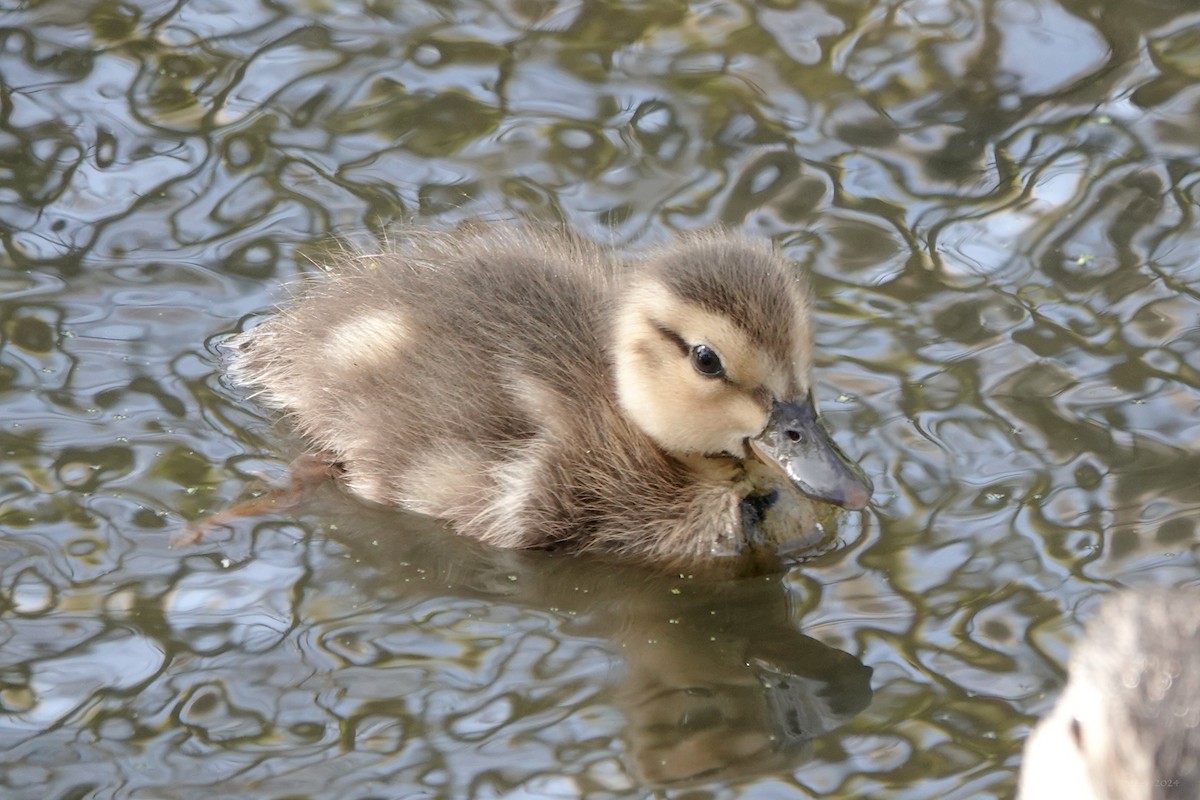 Mallard - ML620720060