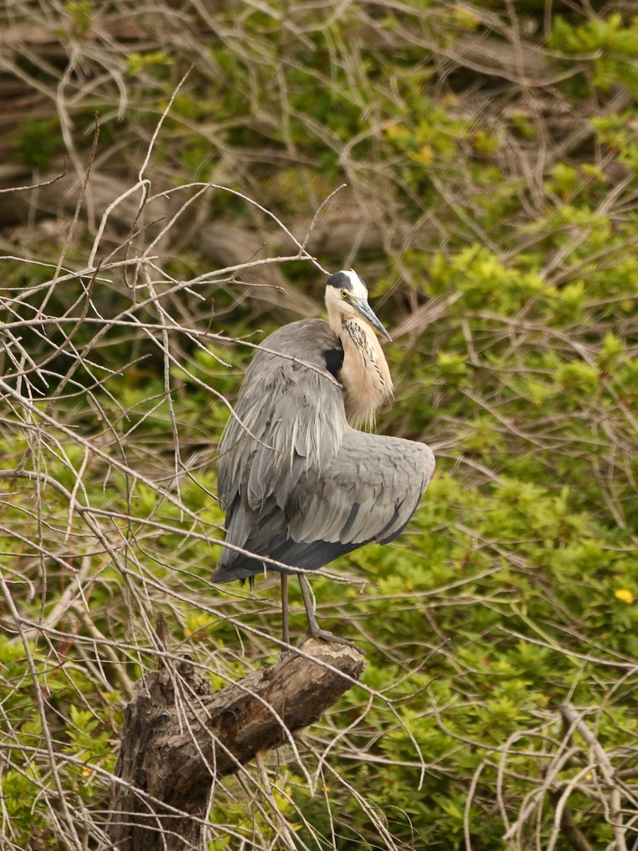 Great Blue Heron - ML620720061