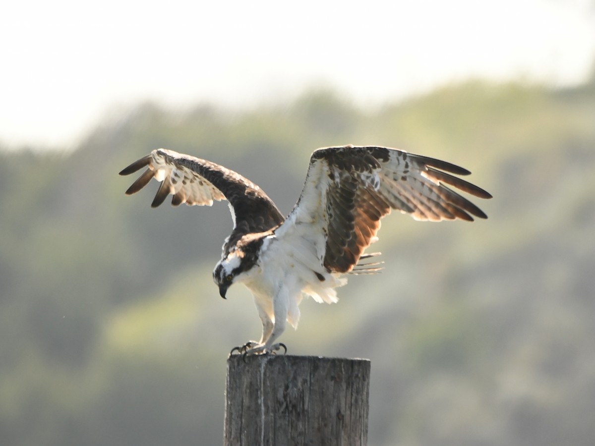 Osprey - ML620720067