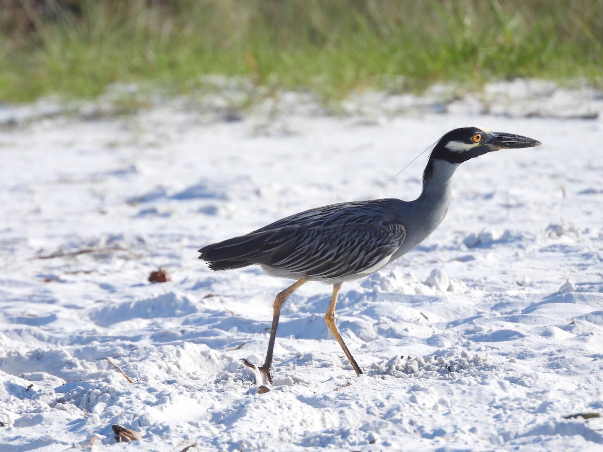 Yellow-crowned Night Heron - ML620720072