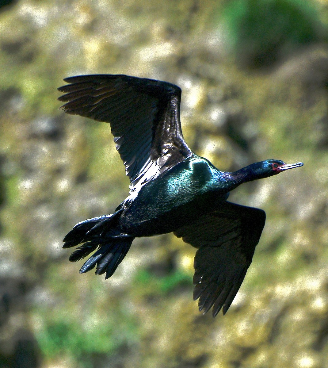 Cormoran pélagique - ML620720073