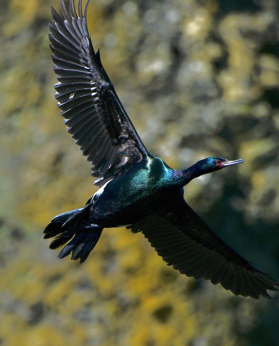 Pelagic Cormorant - ML620720074