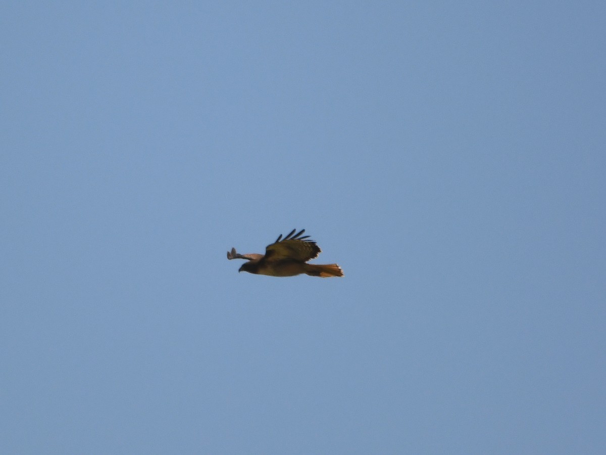 Red-tailed Hawk - ML620720077