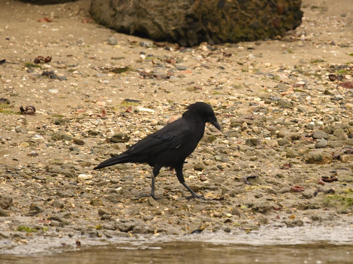 American Crow - Doug Lithgow