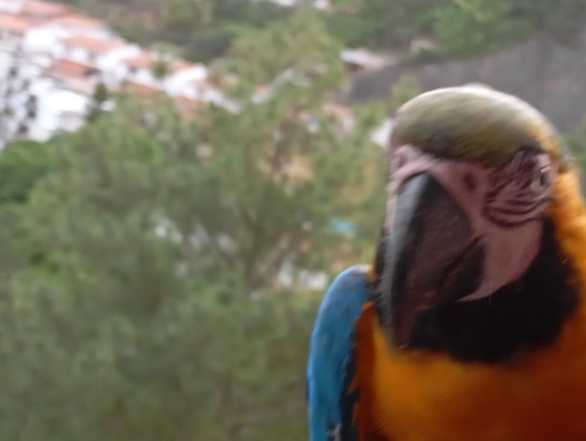 Blue-and-yellow Macaw - ML620720081