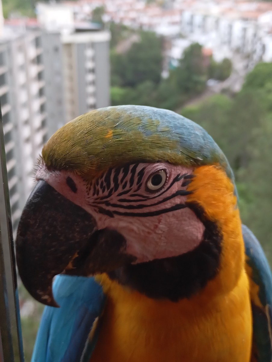 Blue-and-yellow Macaw - ML620720086