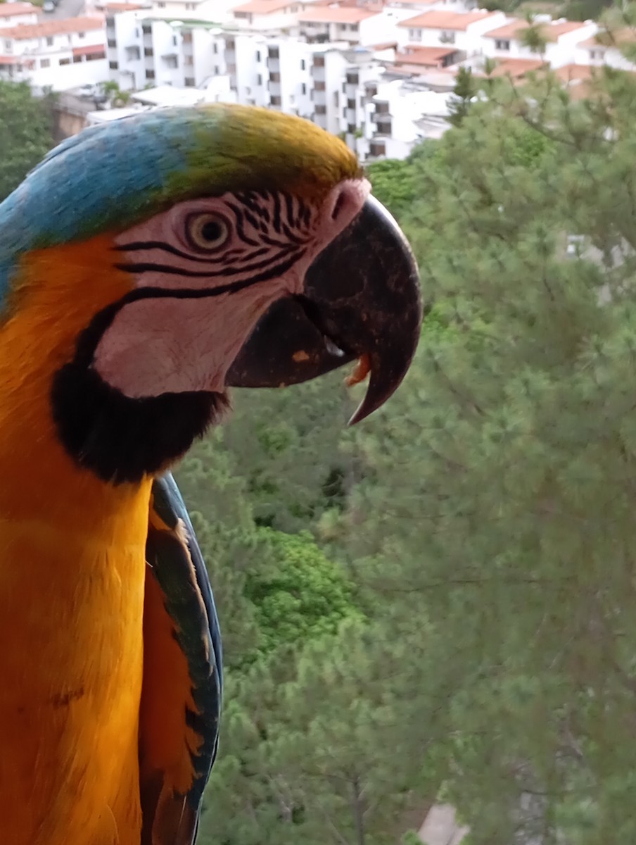 Blue-and-yellow Macaw - ML620720087