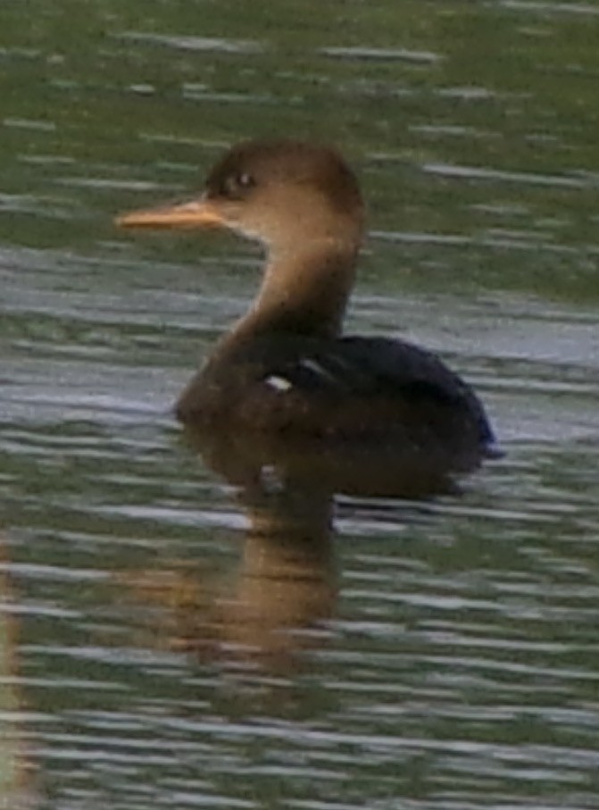 Hooded Merganser - ML620720089