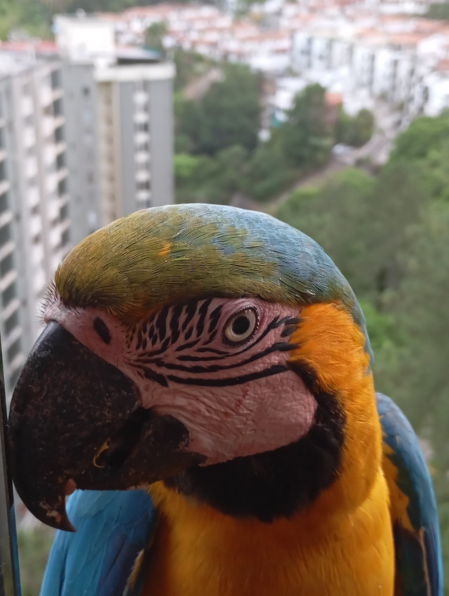 Blue-and-yellow Macaw - ML620720090