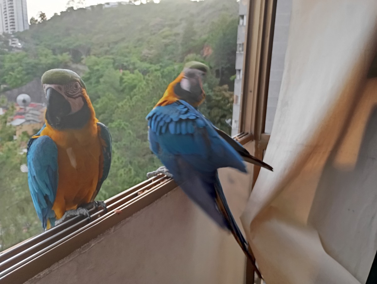Blue-and-yellow Macaw - ML620720091