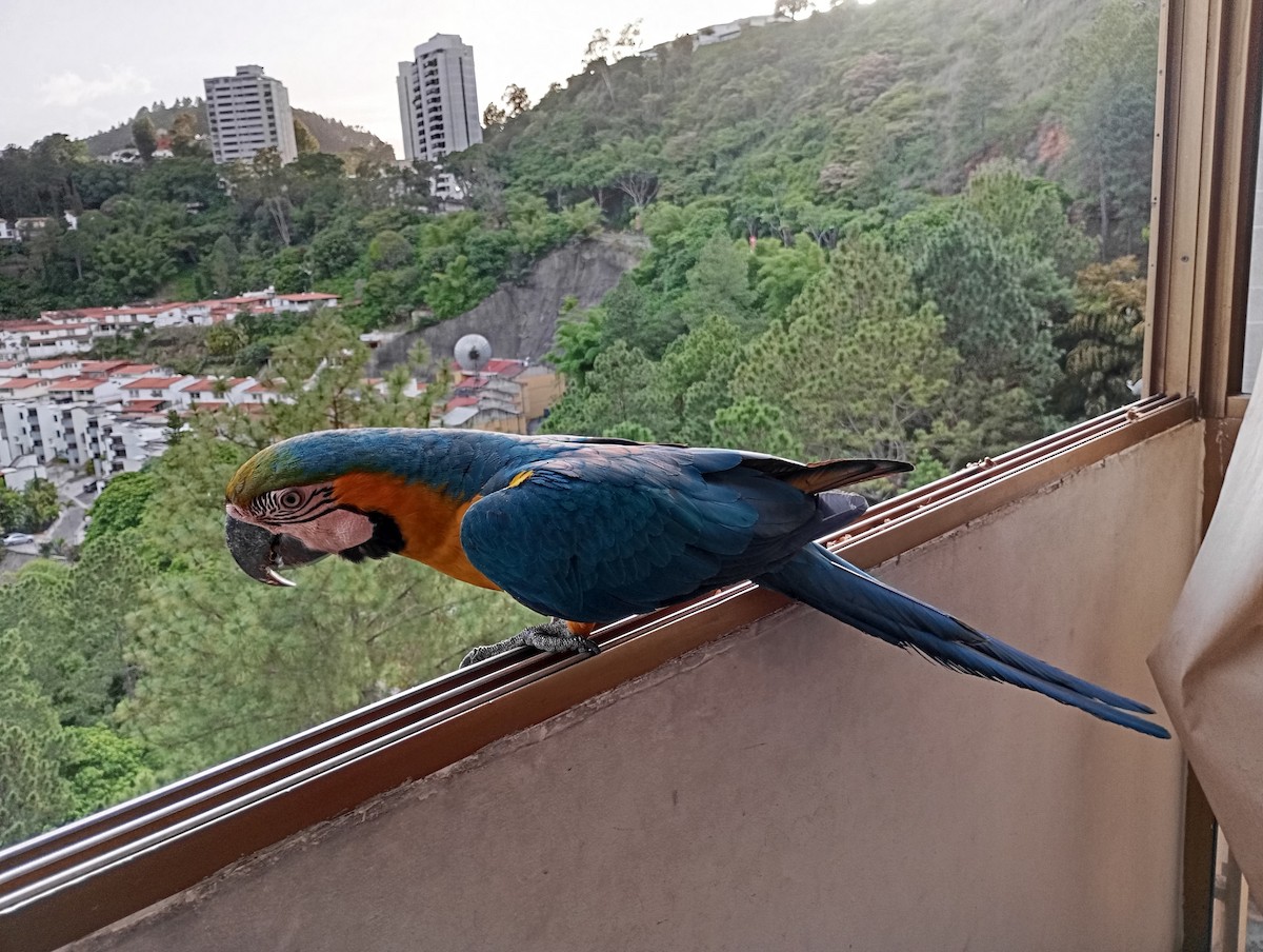 Blue-and-yellow Macaw - ML620720097