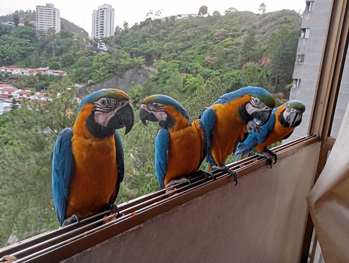 Blue-and-yellow Macaw - ML620720098