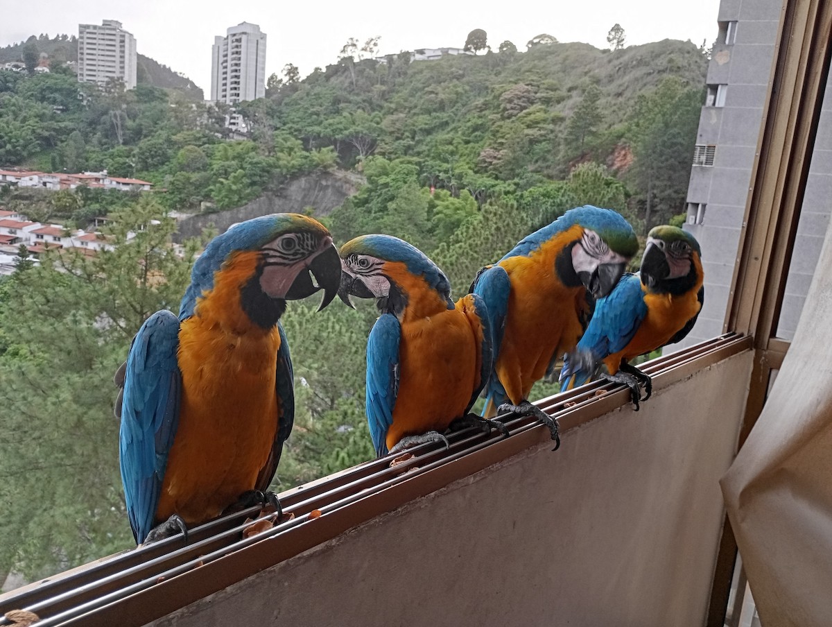 Blue-and-yellow Macaw - ML620720099