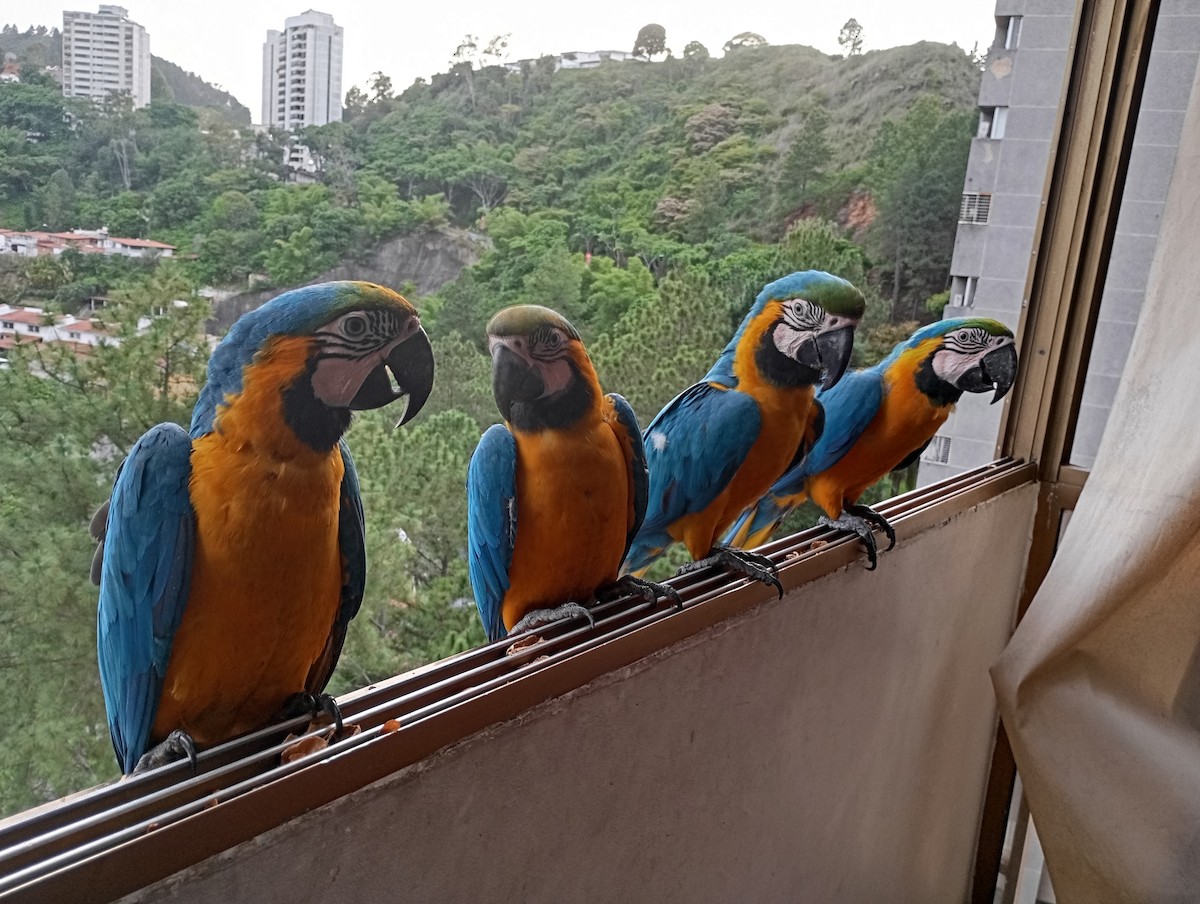 Guacamayo Azuliamarillo - ML620720100