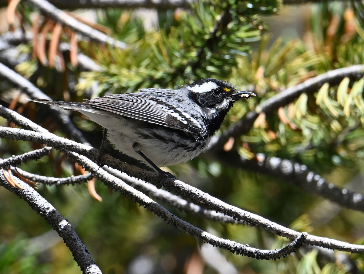 Black-throated Gray Warbler - ML620720101