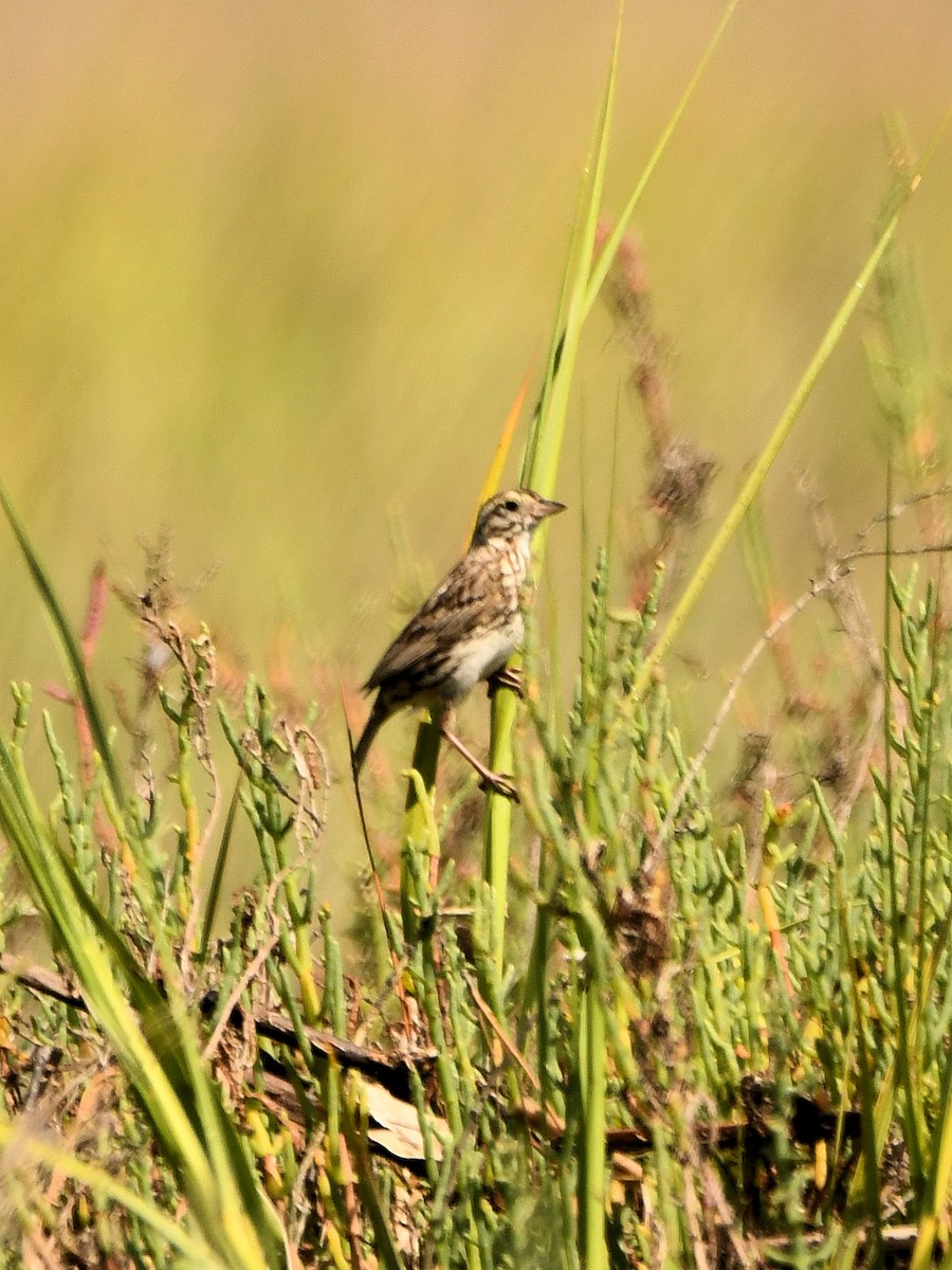 Savannah Sparrow (Belding's) - ML620720103
