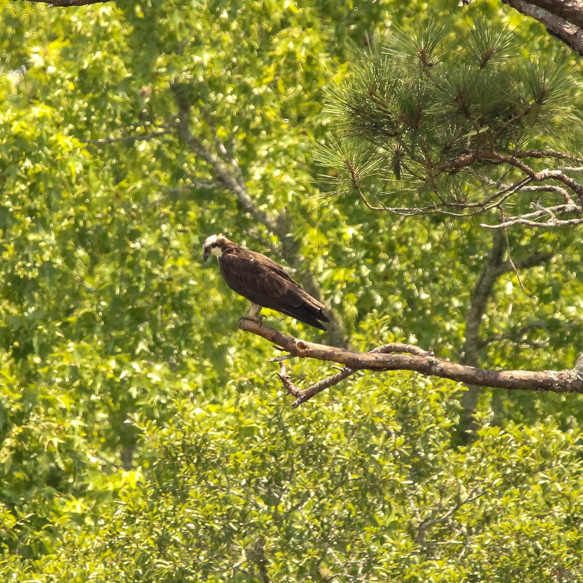 Osprey (carolinensis) - Richard  Lechleitner