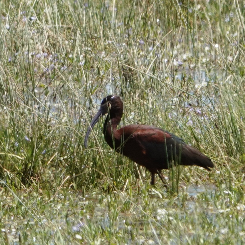 ibis americký - ML620720107