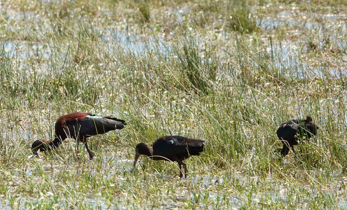 ibis americký - ML620720108