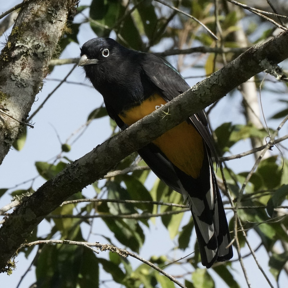 Green-backed Trogon - ML620720112