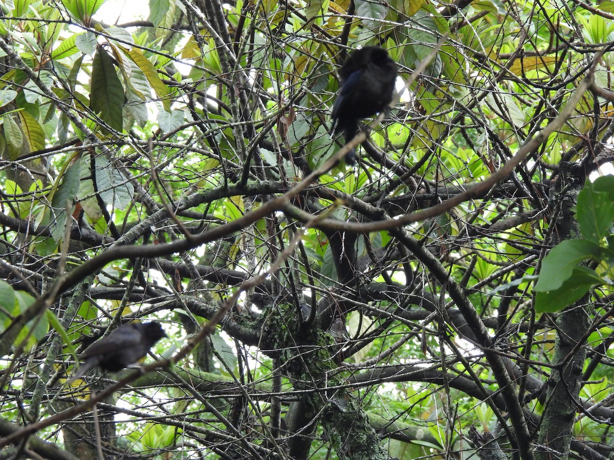 Bronzed Cowbird - ML620720115