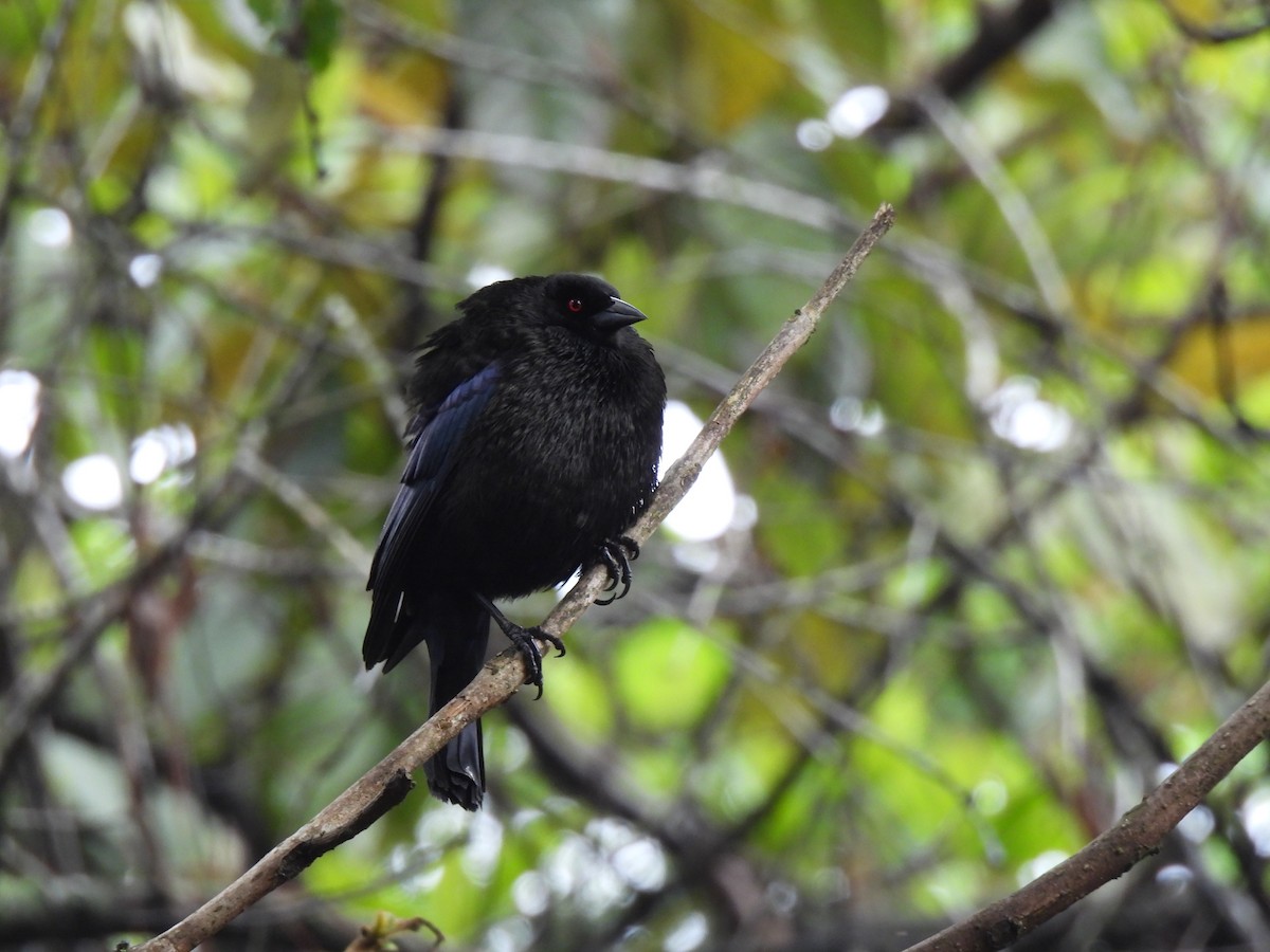 Bronzed Cowbird - ML620720116