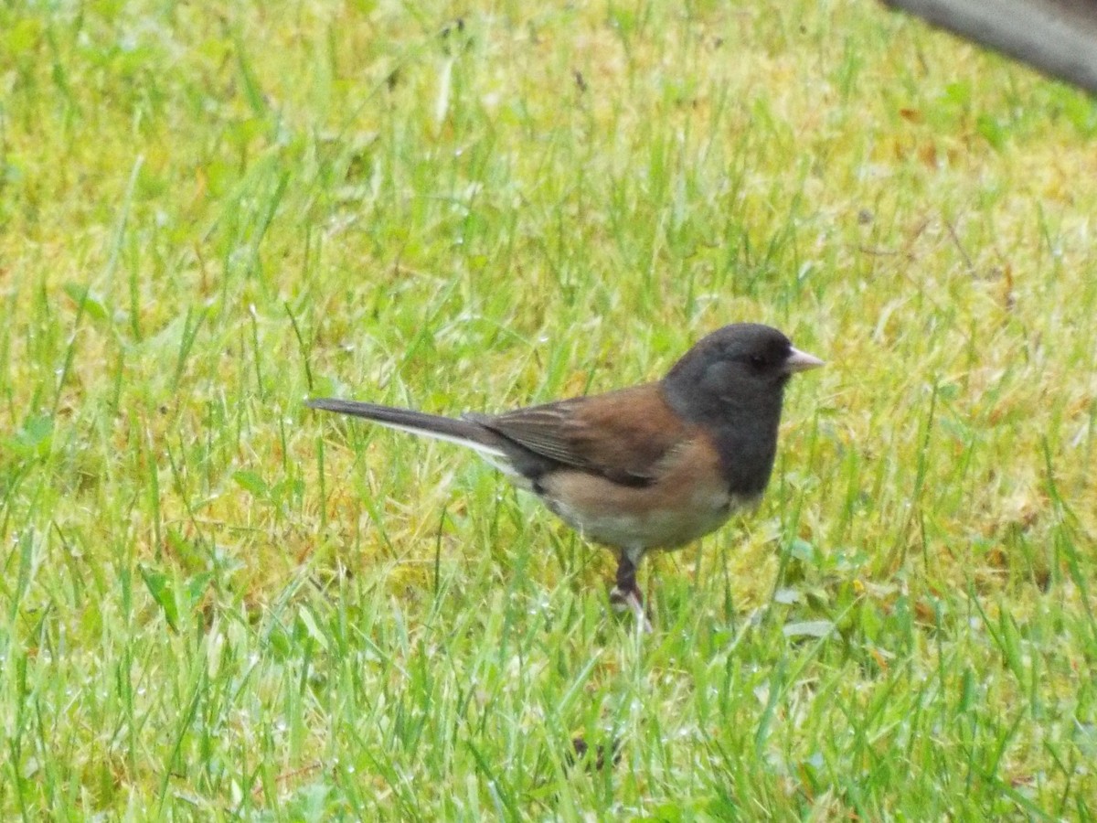 Junco Ojioscuro - ML620720123