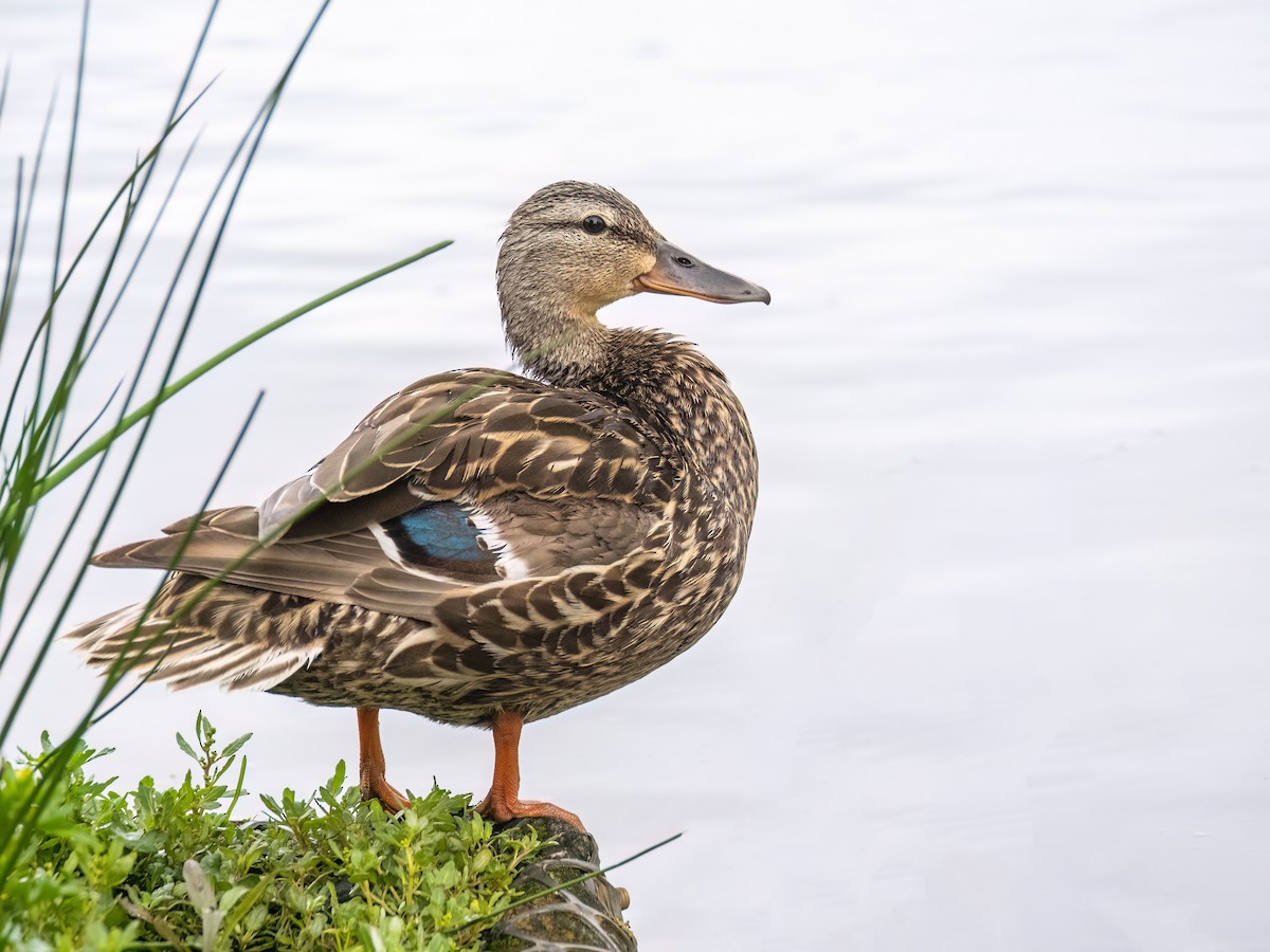 Mallard - ML620720124