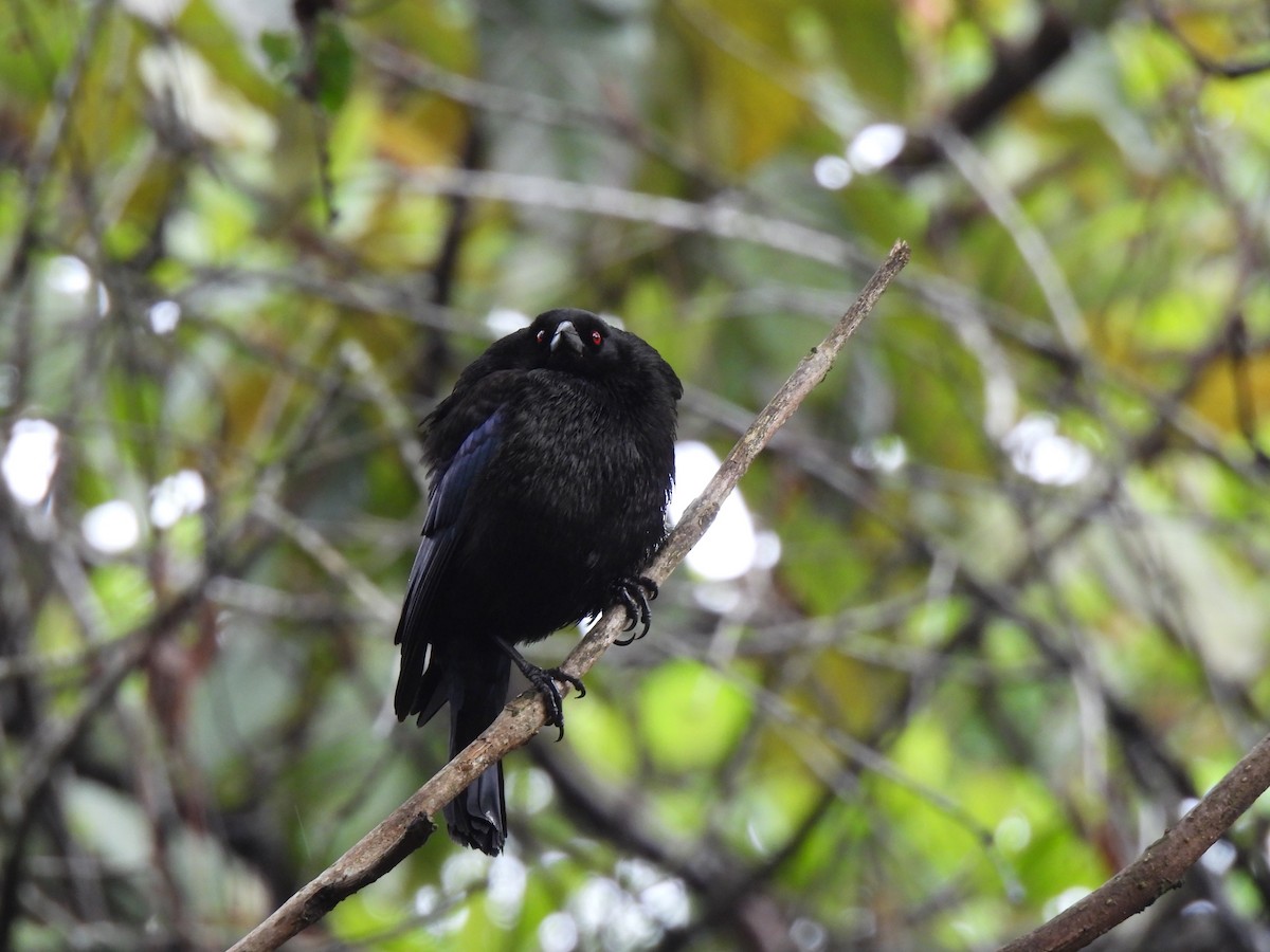 Bronzed Cowbird - ML620720125