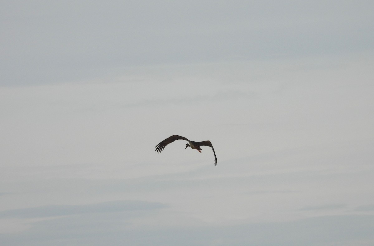 Black Stork - ML620720126