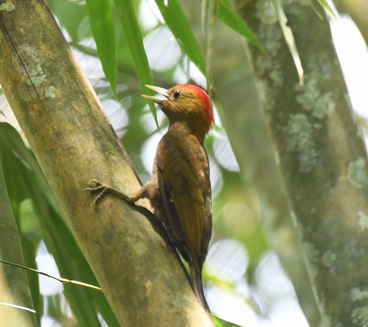 Bamboo Woodpecker - ML620720127