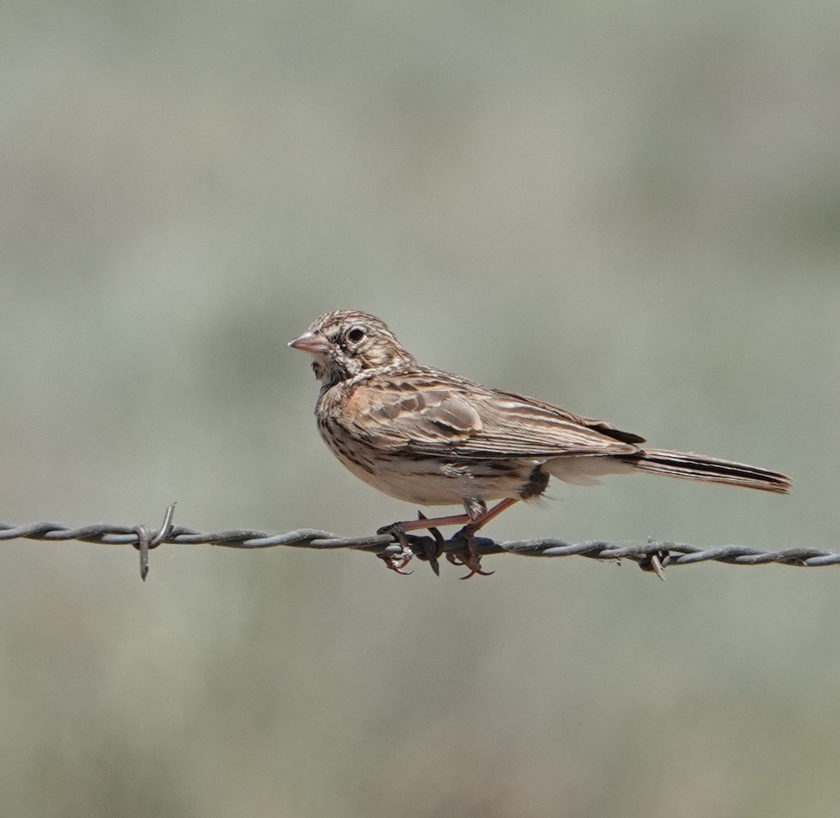 Vesper Sparrow - ML620720128