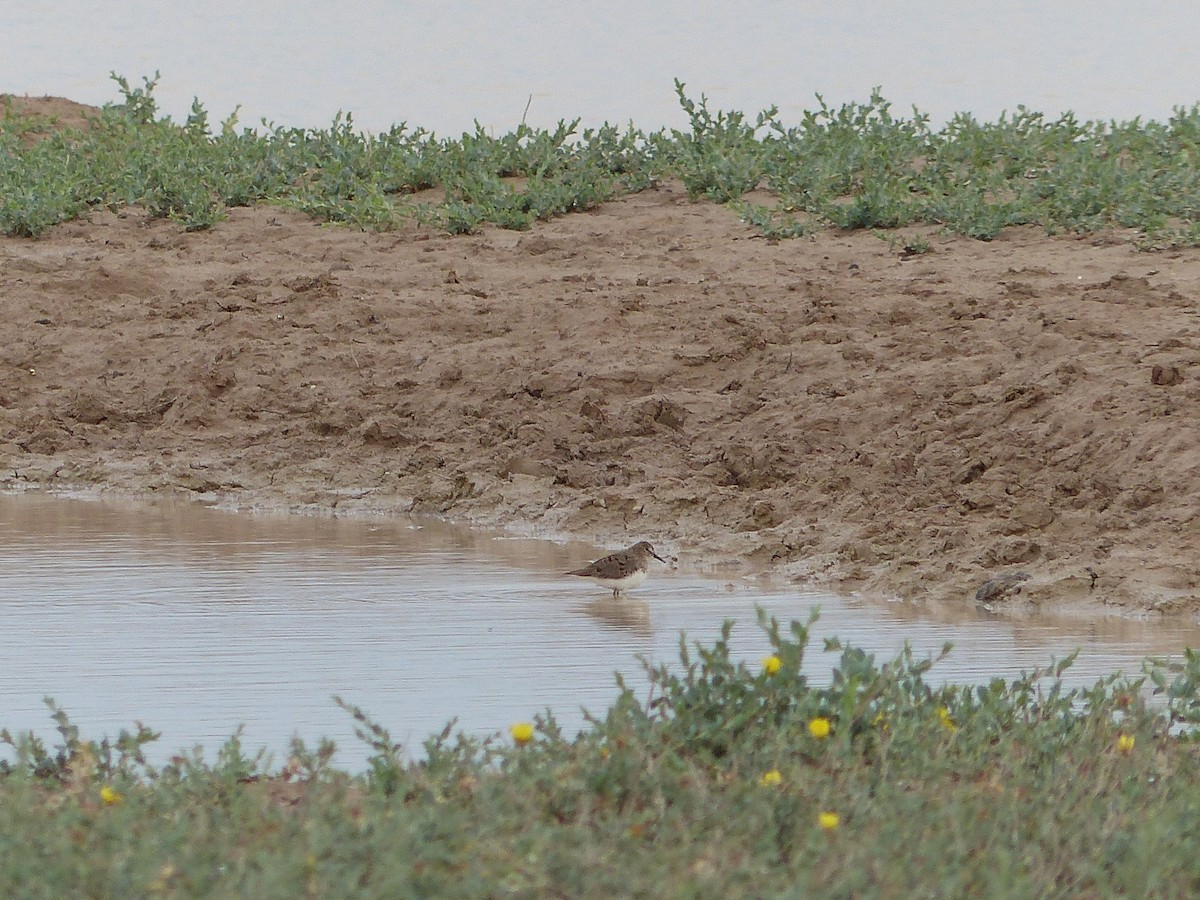 Correlimos de Temminck - ML620720137