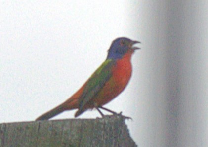 Indigo Bunting - Hal Broadfoot