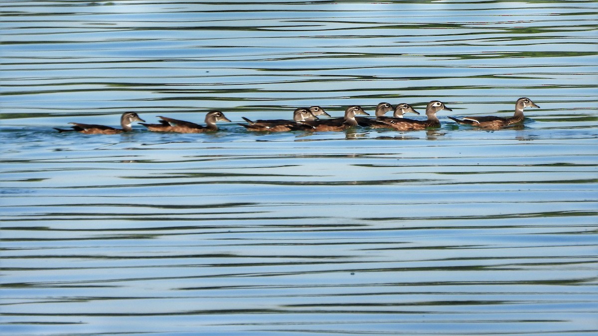 Wood Duck - ML620720139