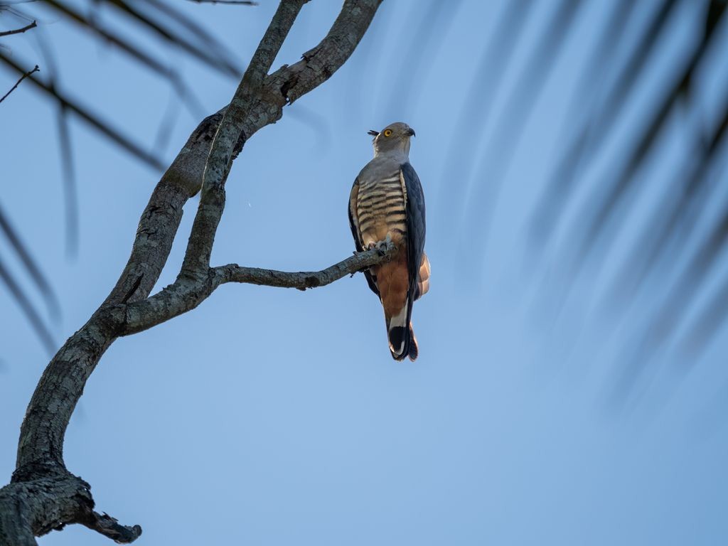 Pacific Baza - ML620720140