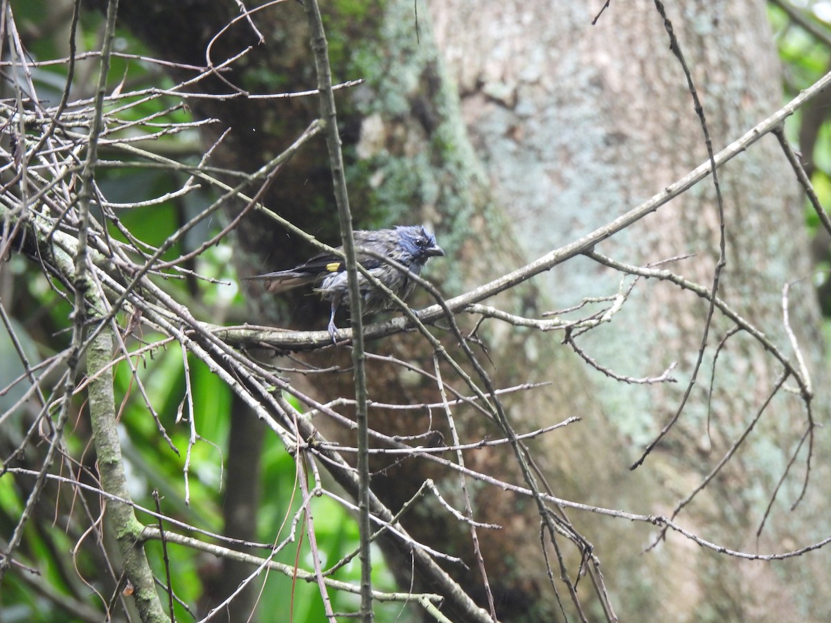 Yellow-winged Tanager - ML620720145