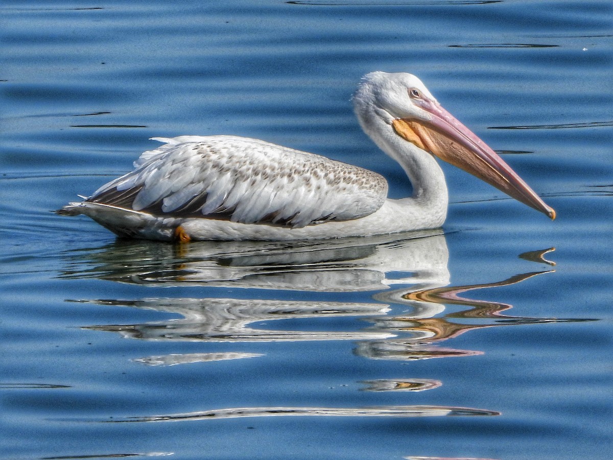 pelikán severoamerický - ML620720149