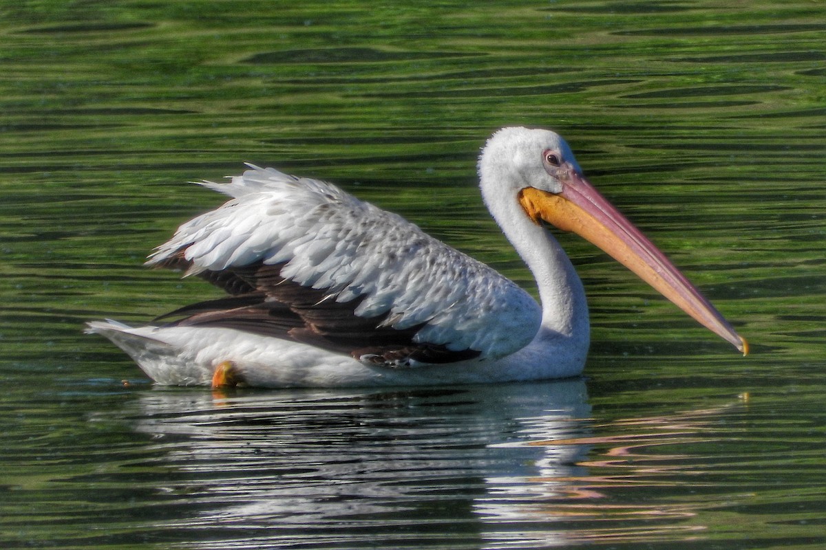 American White Pelican - ML620720150