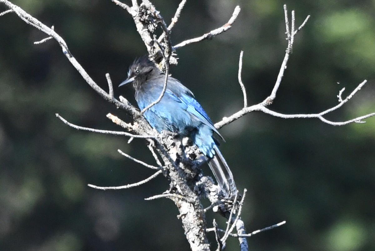 Steller's Jay - ML620720167