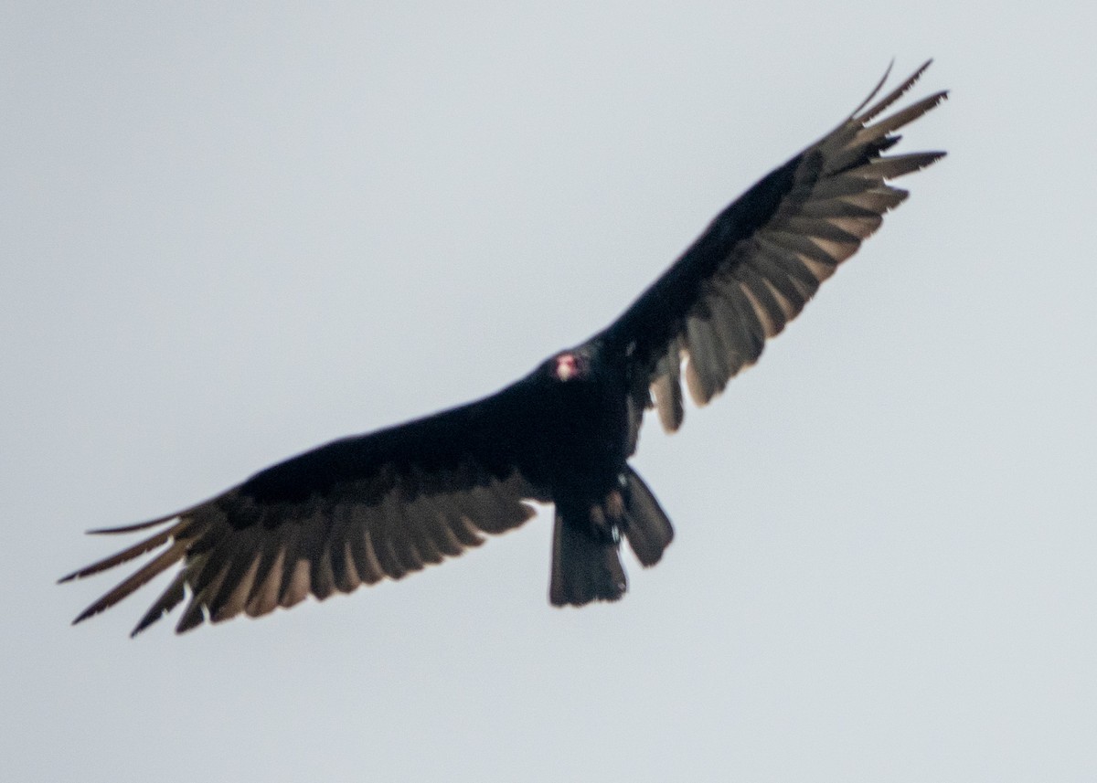 Turkey Vulture - ML620720172